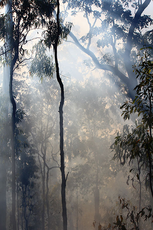 Waldbrand im Busch